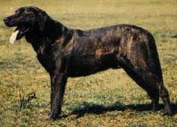 Cão de Castro Laboreiro